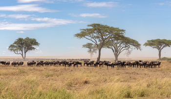 Melia Serengeti Lodge: Gnus