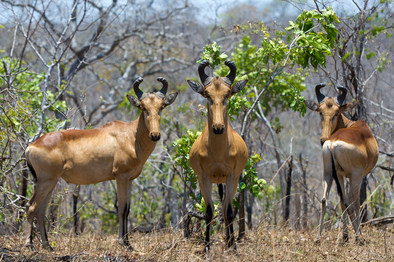 Mkulumadzi Lodge: Lichtenstein-Antilopen