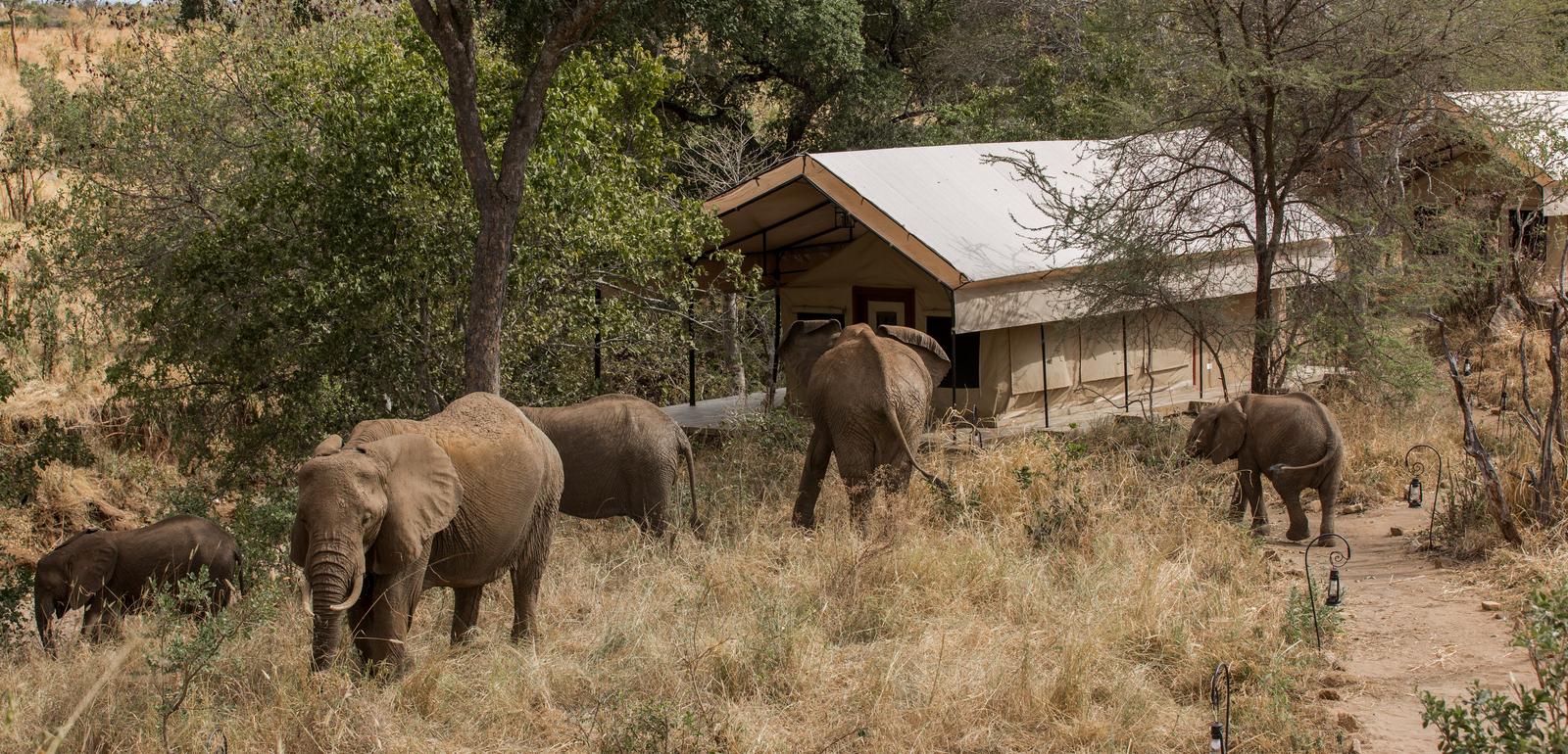 Nimali Tarangire Camp Nimali Tarangire Camp: Elefantenbesuch