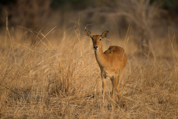 Nkonzi Bush Camp: Puku