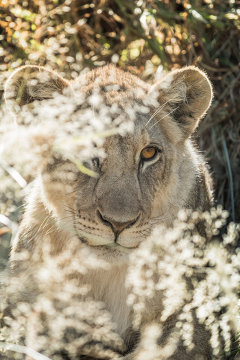 Old Traders Lodge: Junger Löwe