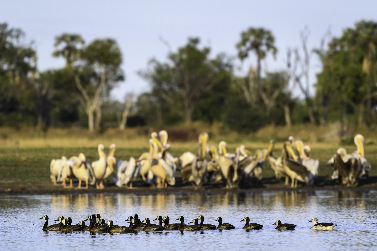 Qorokwe Camp Qorokwe Camp: Pelikane und White-faced Whistling Ducks