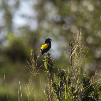 Rekero Camp: Yellow Bishop