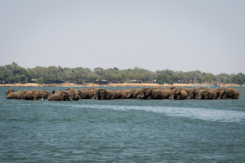 Ruckomechi Camp: Elefantenherde im Wasser