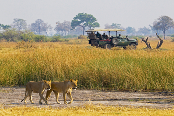 Selinda Camp: Löwen
