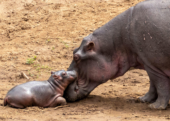 Sentinel Mara Camp: Nilpferd mit Kalb