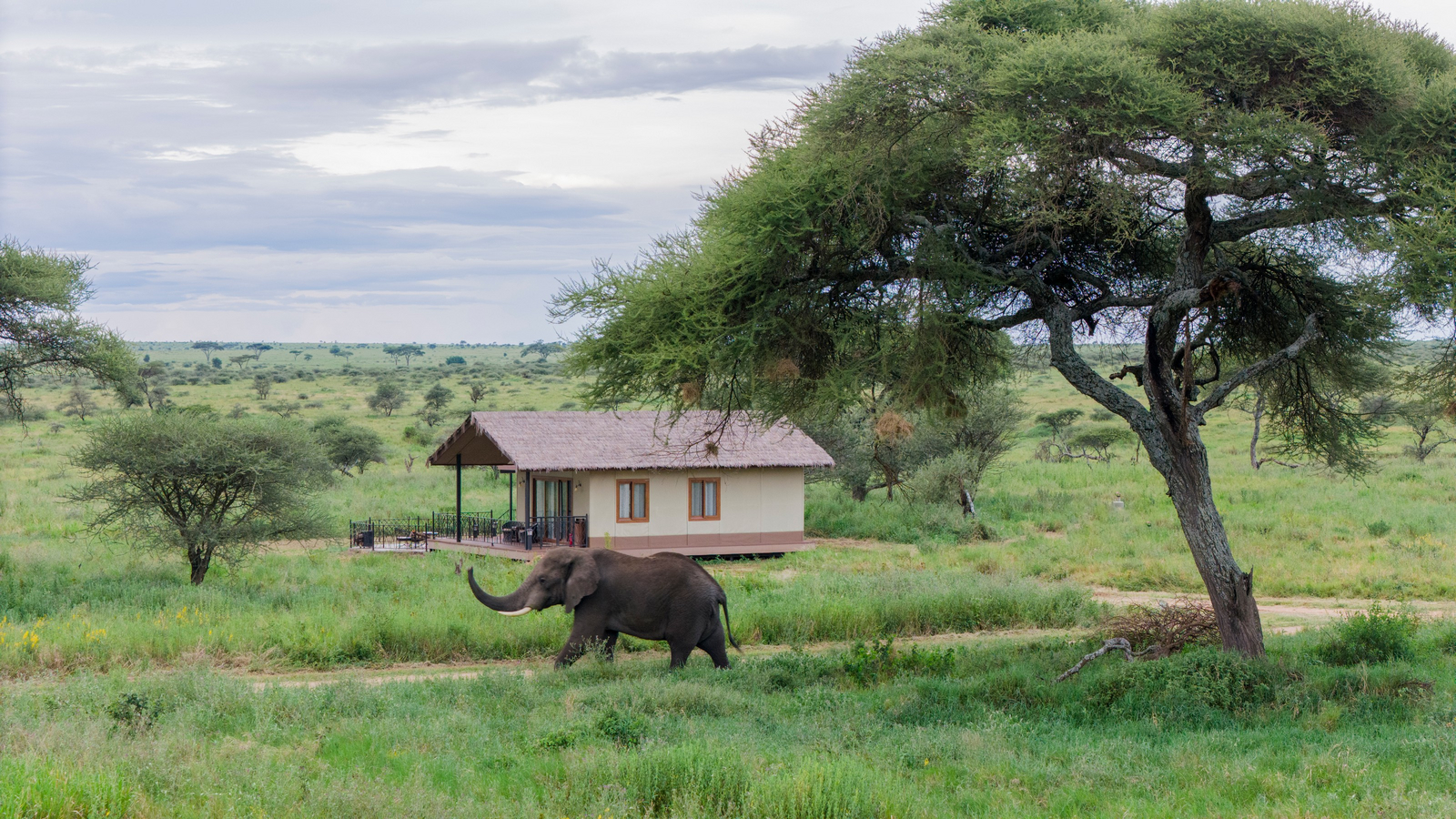 Serengeti Sametu Camp Serengeti Sametu Camp: Elefant nahe einer Gästesuite