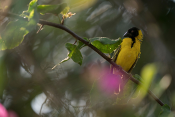 Sindabezi Island Camp: Social Weaver