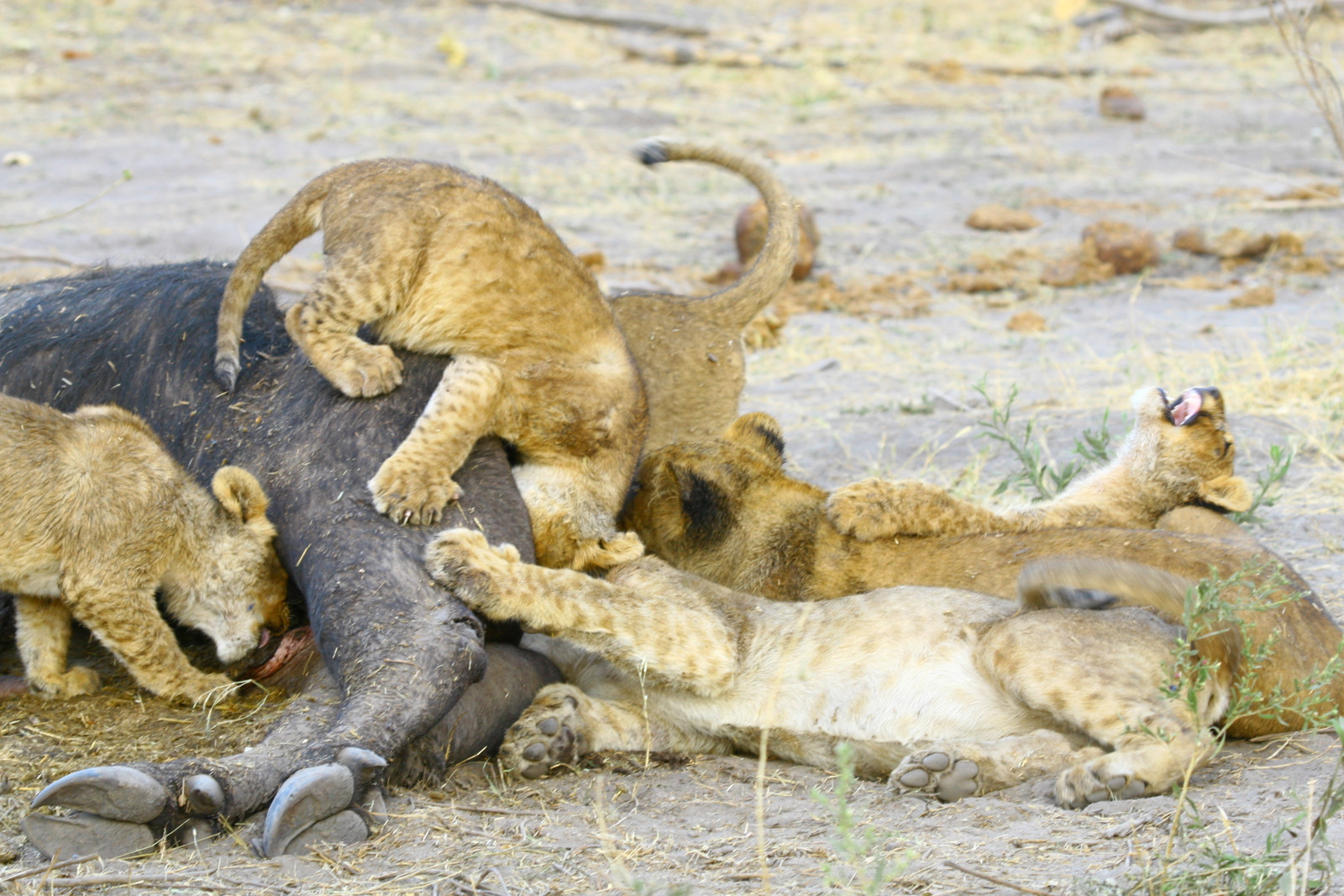 Somalisa Expeditions Camp Somalisa Expeditions Camp: Junge Löwen an Büffelkadaver
