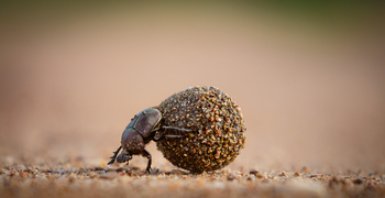 Tanda Tula Safari Camp: Pillendreher