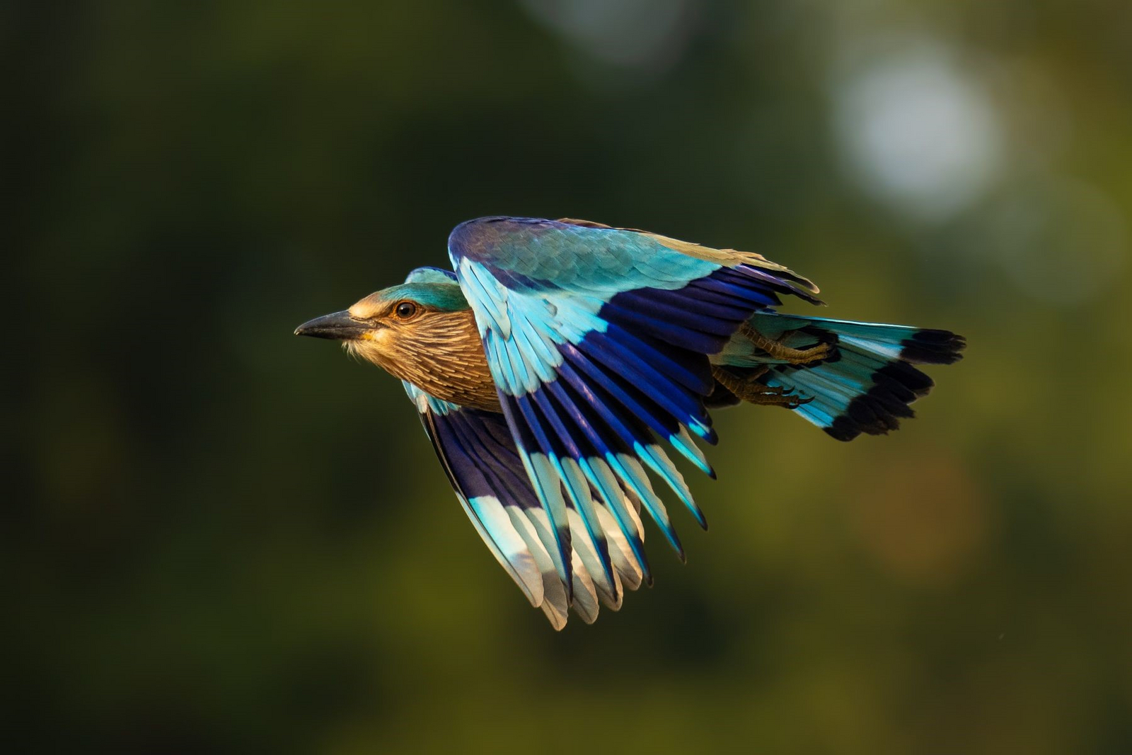 The Untamed Bandhavgarh The Untamed Bandhavgarh: Indian Roller