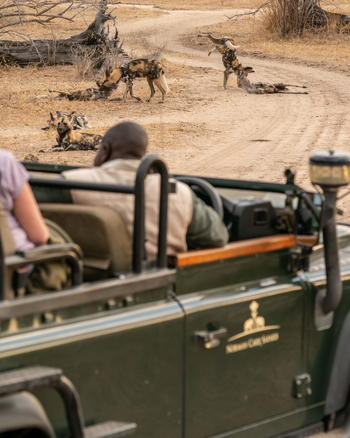Time + Tide South Luangwa Time + Tide South Luangwa: Game Drives