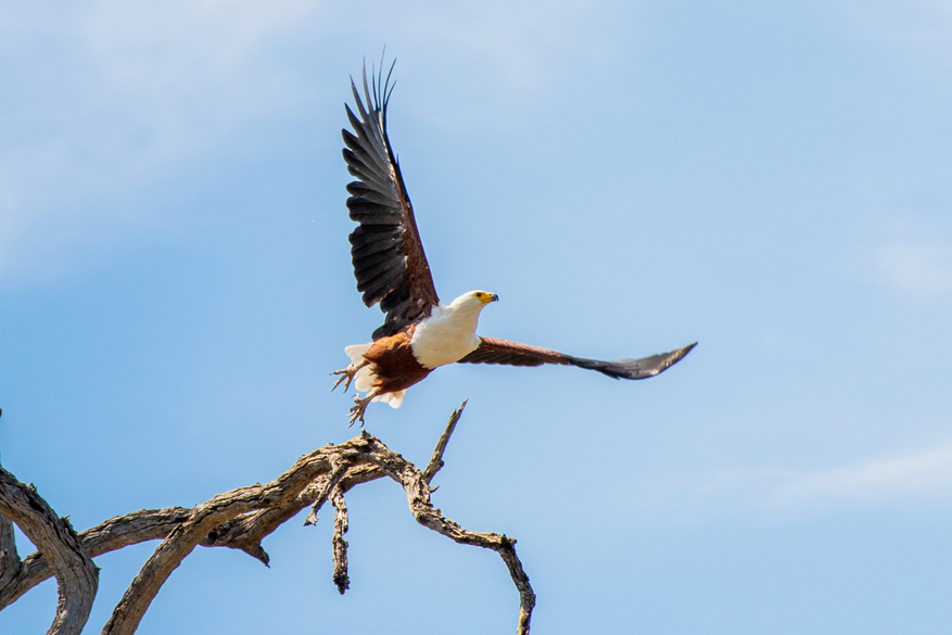 UOBS Chobe National Park