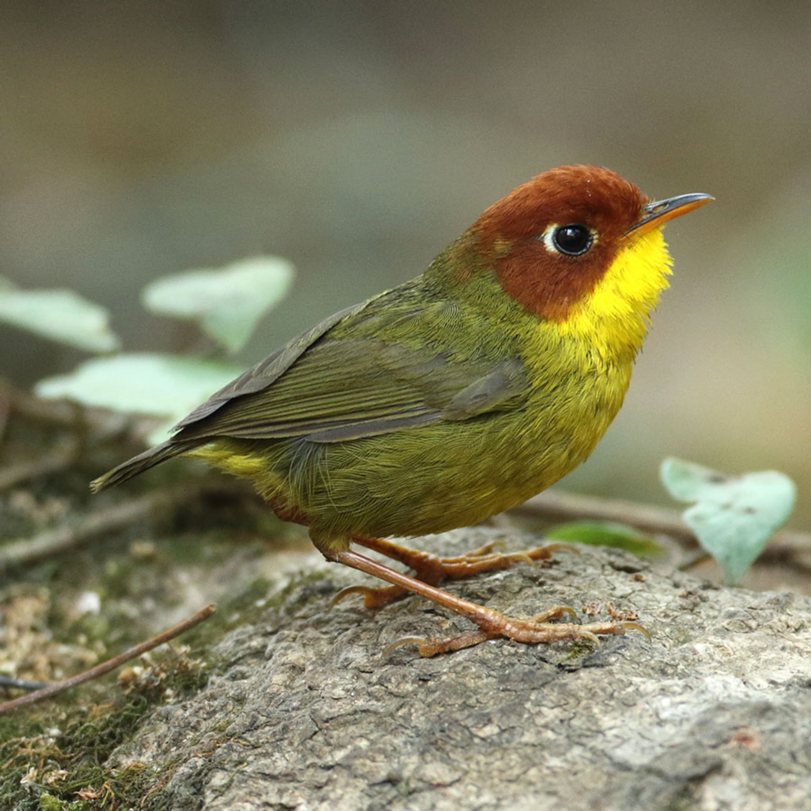 Vanghat Vanghat: Chestnut-headed Tesia