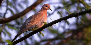 Waghoba Eco Lodge: Red-collared Dove