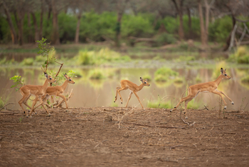 Amanzi Camp: Baby-Impalas