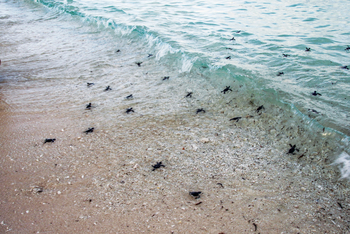 Astove Coral House: GSoeben geschlüpfte Meeresschildkröten