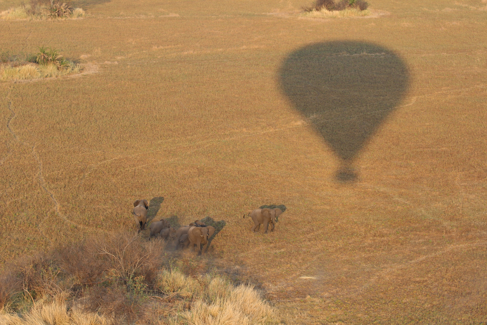 Ballonfahrt Busanga Plains Ballonfahrt Busanga Plains