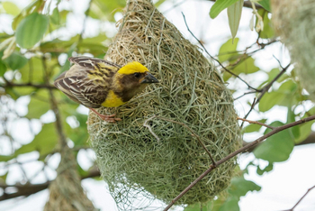 Bamboo Forest Safari Lodge: Baya Weaver