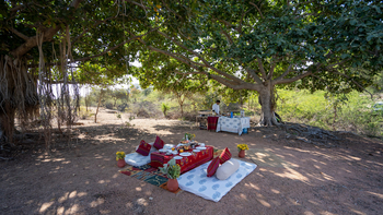 Brij Pola Brij Pola: Frühstück unter dem Banyan Tree