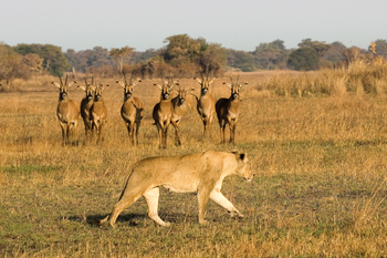 Busanga Bush Camp: Löwin und Pferdeantilopen