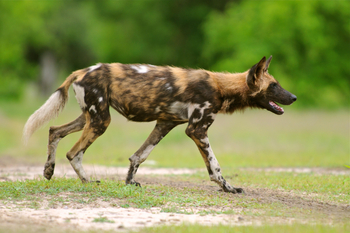 Bushcamp Company: Wildhund