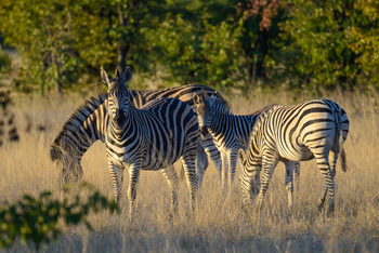 Camp Hwange: Zebras