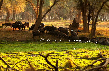 Classic Zambia Safaris Classic Zambia Safaris: Büffel in einer Lagune