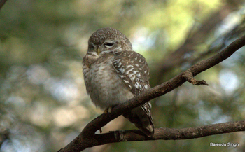 Dev Vilas: Scops Owlet