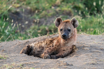 Elewana Serengeti Migration Camp: Liegende Tüpfelhyäne