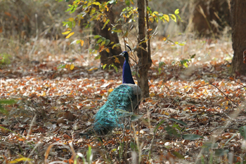 Emerald Tiger Retreat: Pfau