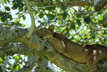 Enjojo Lodge: Schlafende Löwin