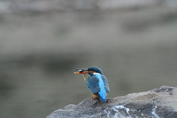 Flame of the Forest Safari Lodge: Eisvogel mit Fisch