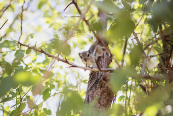 Huab Lodge: Tree Squirrel
