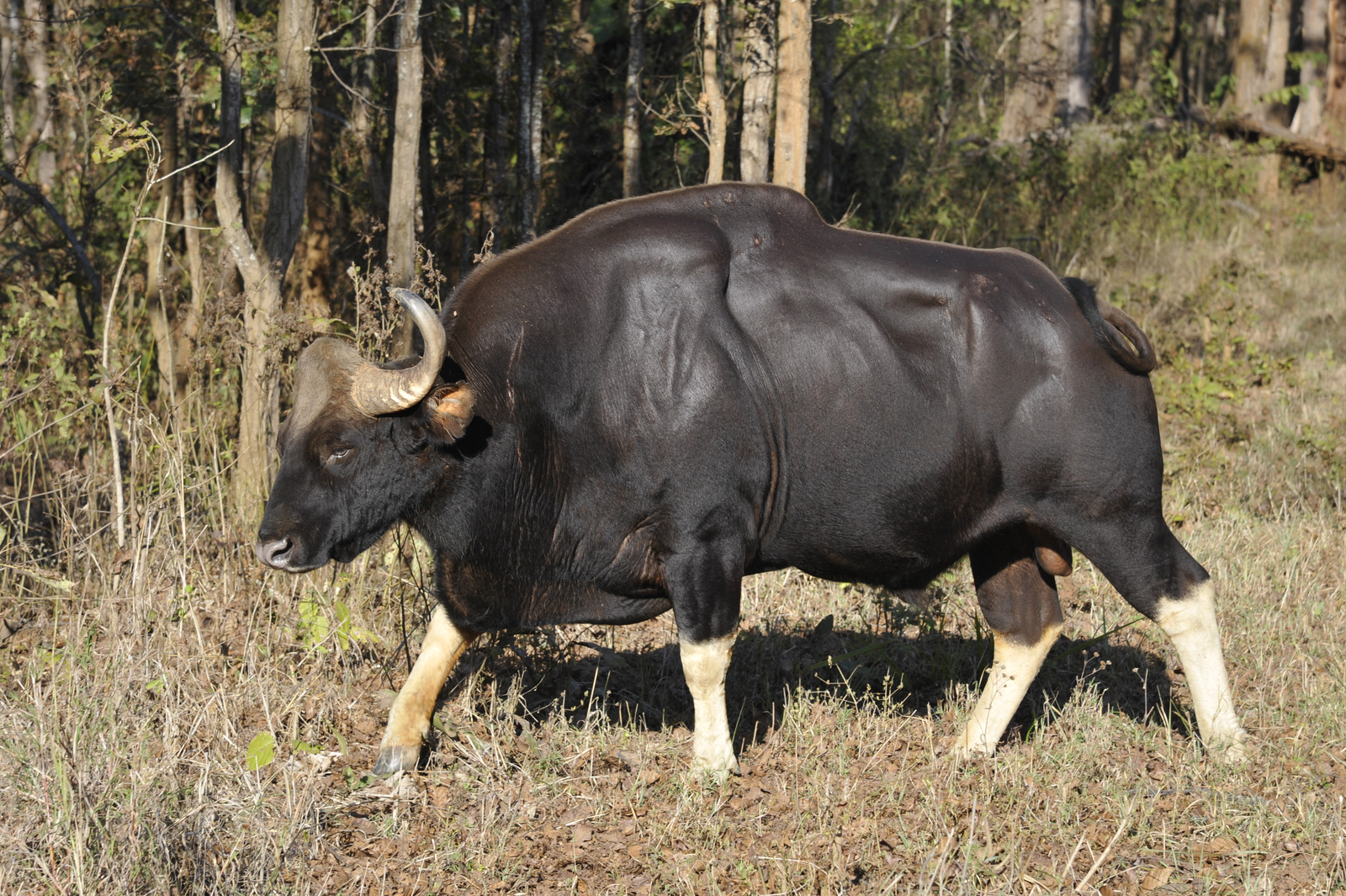 Kanha National Park - Gaur-Bulle Kanha National Park - Gaur-Bulle