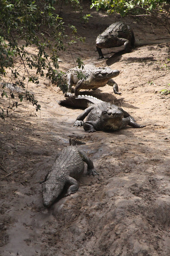 KaingU Safari Lodge: Krokodile