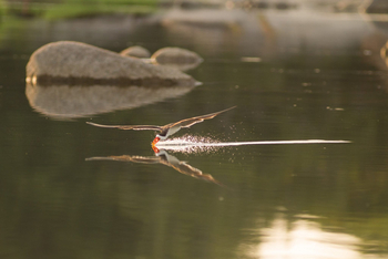 KaingU Safari Lodge: Skimming African Skimmer