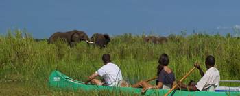 Kanyemba Lodge: Elefanten im Schilf