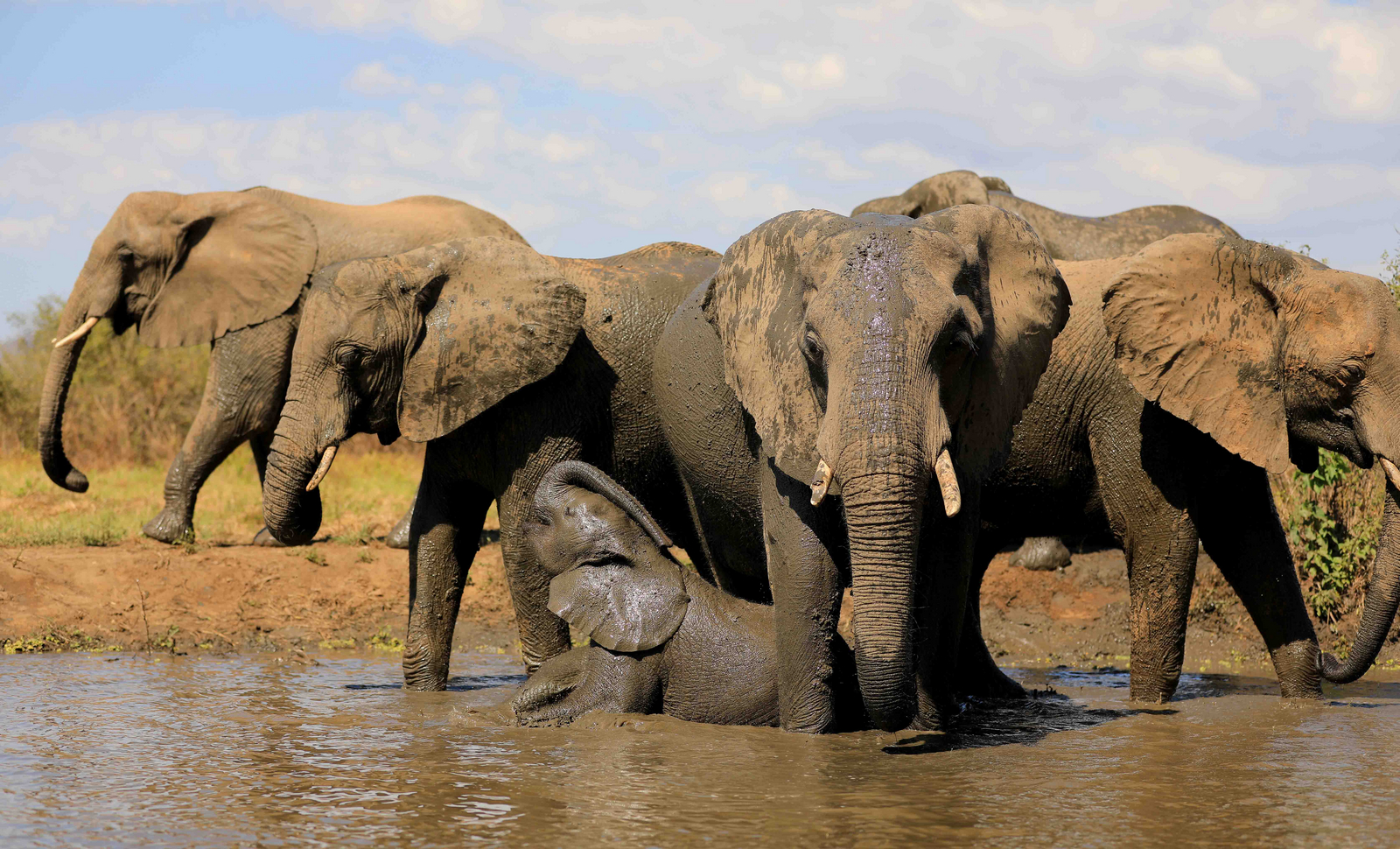 Kavinga Safari Camp Kavinga Safari Camp: Elefanten am Schlammbad