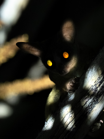 Kisima Ngeda Camp: Bush Baby