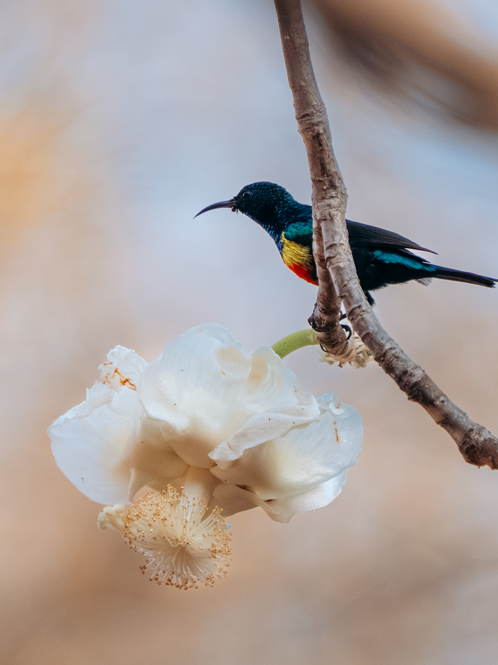 Kisima Ngeda Camp Kisima Ngeda Camp: Nektarvogel