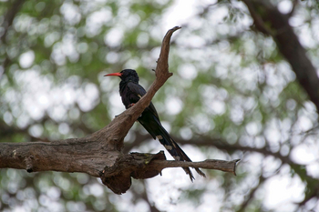 Koro River Camp: Green Woodhoopoe