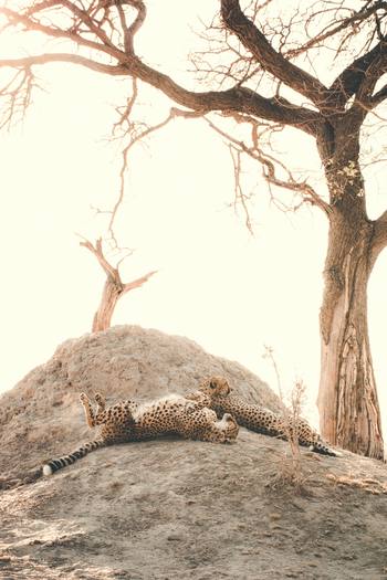 Lagoon Camp Lagoon Camp: Geparden auf Termitenhügel