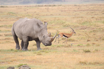Lake Nakuru Sopa Lodge Lake Nakuru Sopa Lodge: Nashorn und Thomsongazelle
