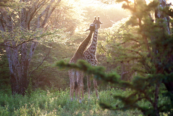 Legendary Nyasi Tented Camp: Giraffen