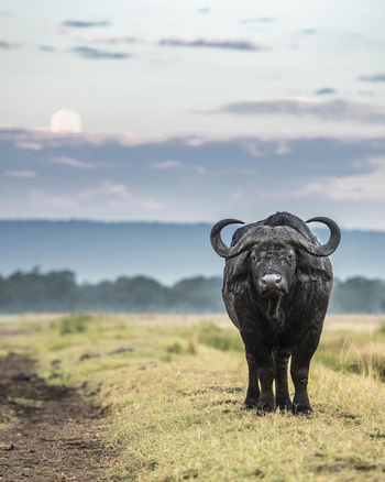 Little Governors' Camp: Büffel