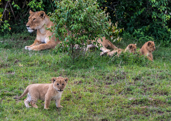 Losokwan Luxury Tented Camp: Löwenjungtiere mit Löwin