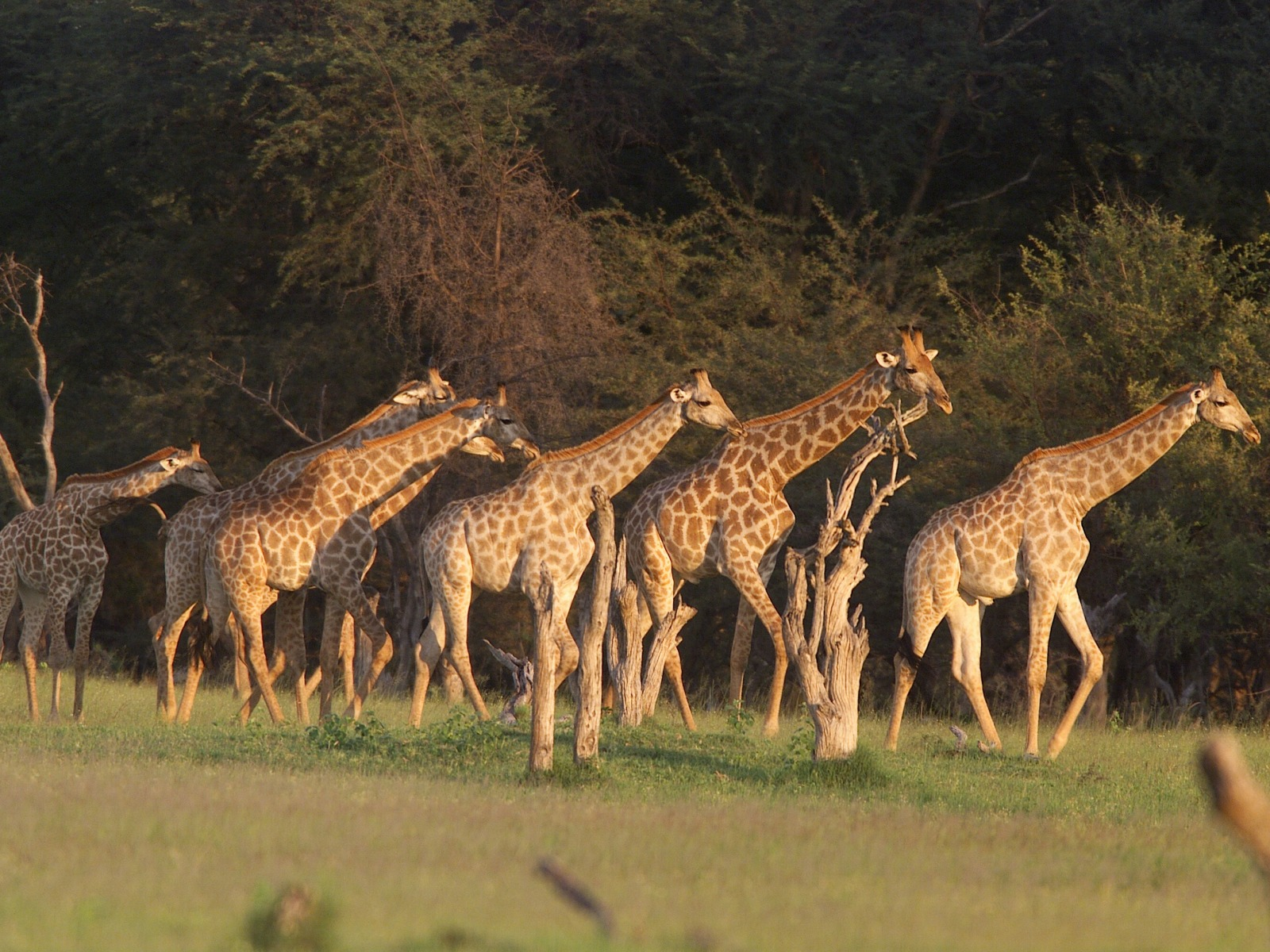 Makalolo Plains Camp Makalolo Plains Camp