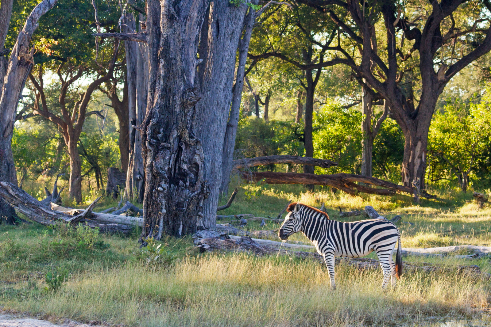 Moremi Game Reserve Moremi Game Reserve: Zebra