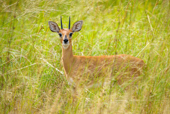 Muddy Teak Camp: Zwergantilope